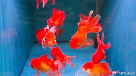 超好養的魚|8種適合新手養的魚 1500元就能在家打造「療癒水族箱。